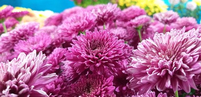 Unduh gratis Jinia Flower Purple - foto atau gambar gratis untuk diedit dengan editor gambar online GIMP
