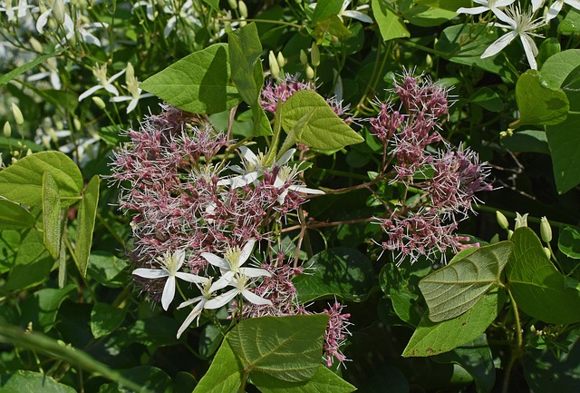 Free download joe pye weed and wild clematis free picture to be edited with GIMP free online image editor