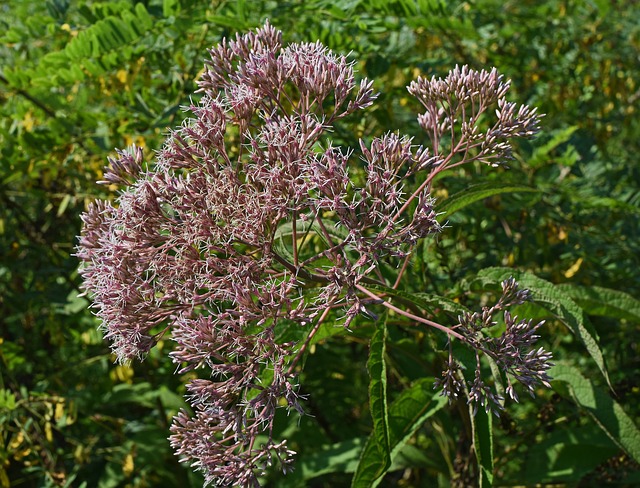 Kostenloser Download von Joe Pye Weed Flower Bloom Kostenloses Bild, das mit dem kostenlosen Online-Bildeditor GIMP bearbeitet werden kann