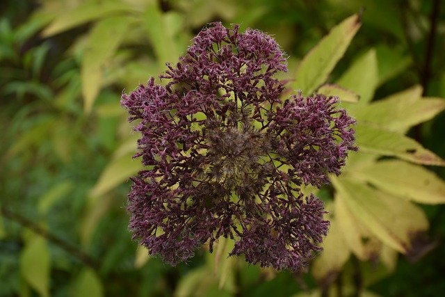 Безкоштовно завантажте безкоштовну картинку Joe Pye Weed Flowers, яку можна редагувати за допомогою безкоштовного онлайн-редактора зображень GIMP