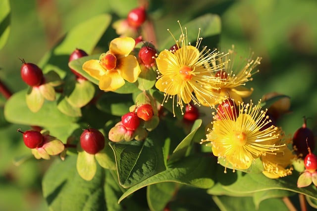Free download johannis herbs hypericum free picture to be edited with GIMP free online image editor