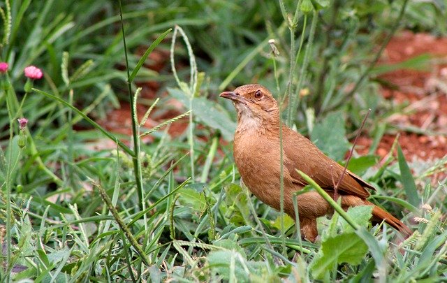 Gratis download John Clay Bird Nature - gratis foto of afbeelding om te bewerken met GIMP online afbeeldingseditor