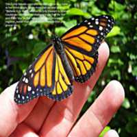 Free download Joyce Berry - People In Love - CD single cover and booklet free photo or picture to be edited with GIMP online image editor