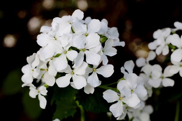 Free download judas coin lunaria annua spring free picture to be edited with GIMP free online image editor
