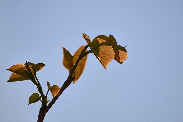 Free download Judas Tree Leaf Heart -  free photo or picture to be edited with GIMP online image editor