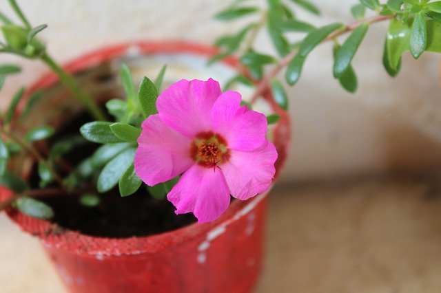 Free download Jug Pink Flower -  free photo or picture to be edited with GIMP online image editor