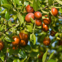 Jujube Tree  screen for extension Chrome web store in OffiDocs Chromium