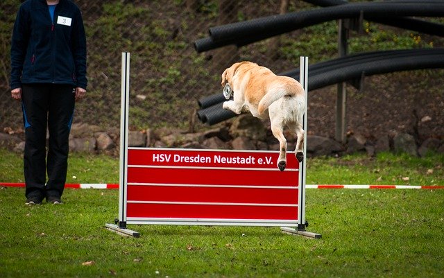Free download Jump Hurdle Hundesport -  free photo or picture to be edited with GIMP online image editor