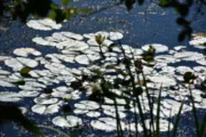 Free download Jumping frog in pond free photo or picture to be edited with GIMP online image editor