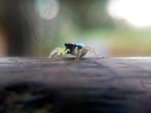 Gratis download Jumping Spider Animal - gratis foto of afbeelding om te bewerken met GIMP online afbeeldingseditor