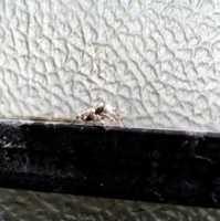 Free download Jumping spider collection free photo or picture to be edited with GIMP online image editor