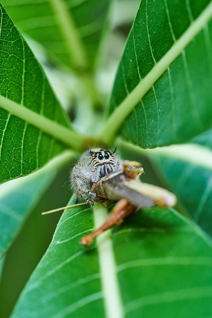 Free download jumping spider insect entomology free picture to be edited with GIMP free online image editor