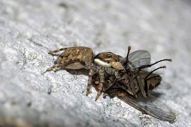 Muat turun percuma jumping spider menemerus semilimbatus gambar percuma untuk diedit dengan editor imej dalam talian percuma GIMP