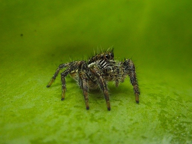 Muat turun percuma Jumping Spider Salticidae - foto atau gambar percuma untuk diedit dengan editor imej dalam talian GIMP