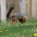 Jumping Squirrel  screen for extension Chrome web store in OffiDocs Chromium