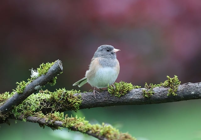 Free download junco bird nature wildlife plumage free picture to be edited with GIMP free online image editor