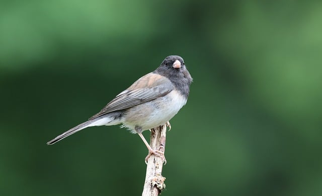 Free download junco cardinal bird nature free picture to be edited with GIMP free online image editor