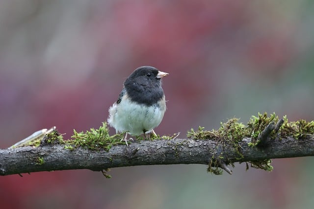 Free download junco male bird nature wildlife free picture to be edited with GIMP free online image editor