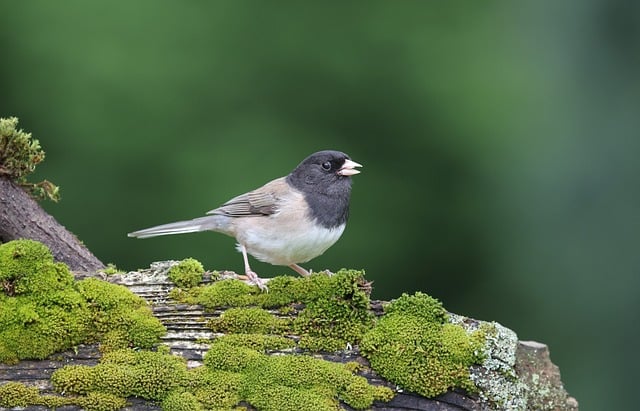 Free download junco nature wildlife avian birds free picture to be edited with GIMP free online image editor