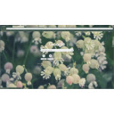June meadow  screen for extension Chrome web store in OffiDocs Chromium