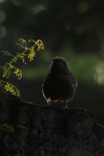 Free download jungle babbler babbler birdsindia free picture to be edited with GIMP free online image editor