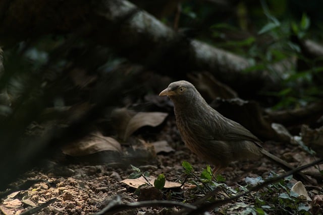 Free download jungle babbler babbler indian birds free picture to be edited with GIMP free online image editor
