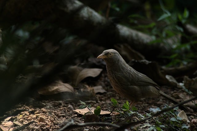 הורדה בחינם של ג'ונגל babbler babbler הודי ציפורים תמונה בחינם לעריכה עם עורך תמונות מקוון בחינם של GIMP