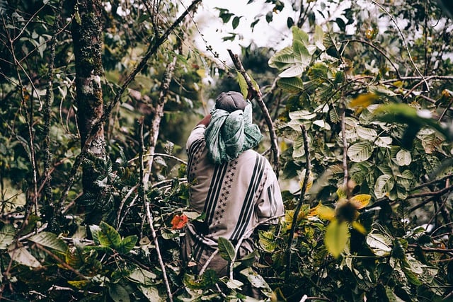 Free download jungle plants worker asia person free picture to be edited with GIMP free online image editor