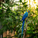 Jungle Serenity  screen for extension Chrome web store in OffiDocs Chromium