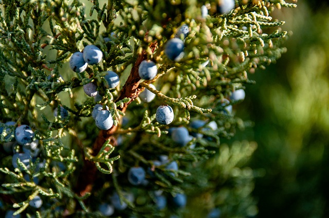 Free download juniper berries plant fruits free picture to be edited with GIMP free online image editor
