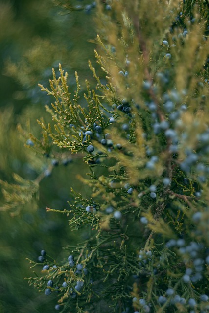 Free download juniper nature tree berries macro free picture to be edited with GIMP free online image editor