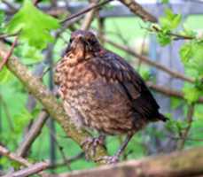 Free download Juvenile Blackbird, Southern UK free photo or picture to be edited with GIMP online image editor