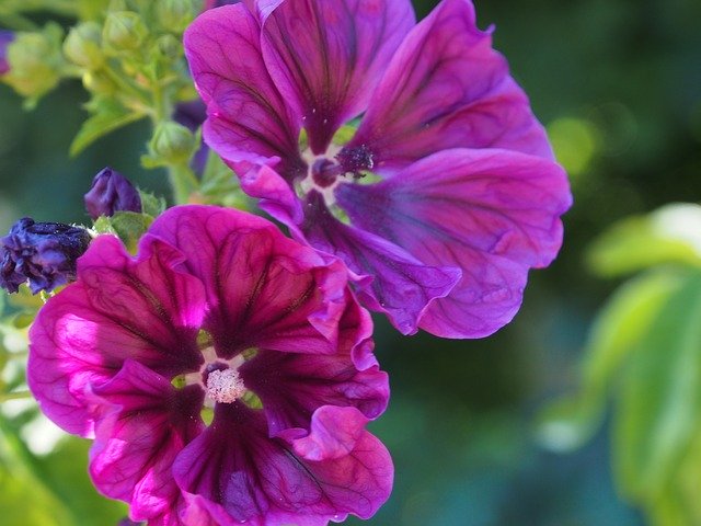Ücretsiz indir Kaarsjeskruid Flowers Edible - GIMP çevrimiçi resim düzenleyici ile düzenlenecek ücretsiz fotoğraf veya resim