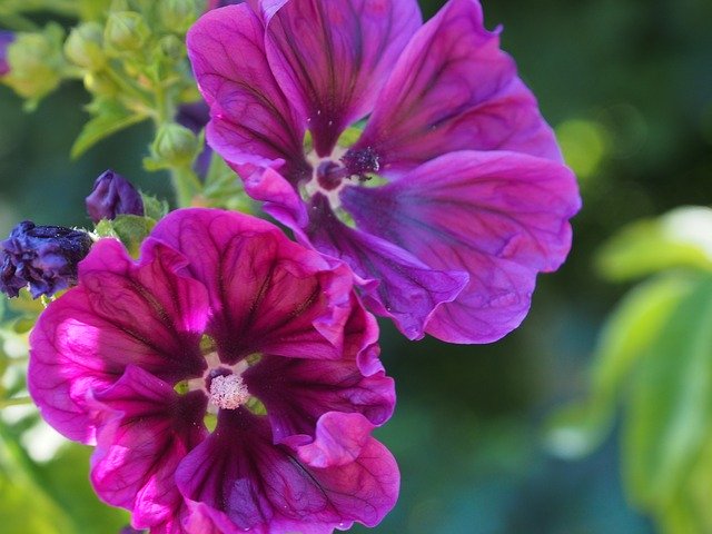 Бесплатно скачать Kaarsjeskruid Flowers Edible — бесплатную фотографию или картинку для редактирования с помощью онлайн-редактора изображений GIMP