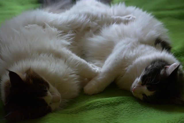 Free download kaisa anneli cats maine coon girls free picture to be edited with GIMP free online image editor