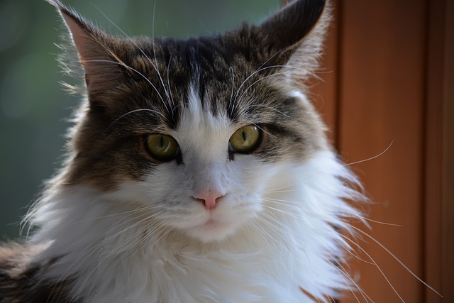 Free download kaisa maine coon cat sight free picture to be edited with GIMP free online image editor