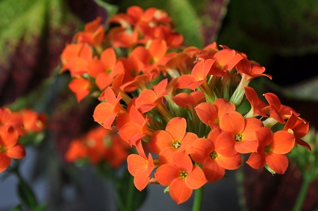 Free download Kalanchoe Plants Flower -  free photo or picture to be edited with GIMP online image editor