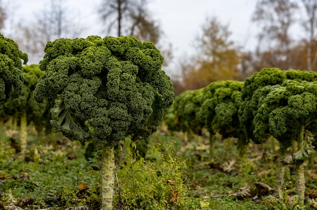 Free download kale plants vegetables agriculture free picture to be edited with GIMP free online image editor