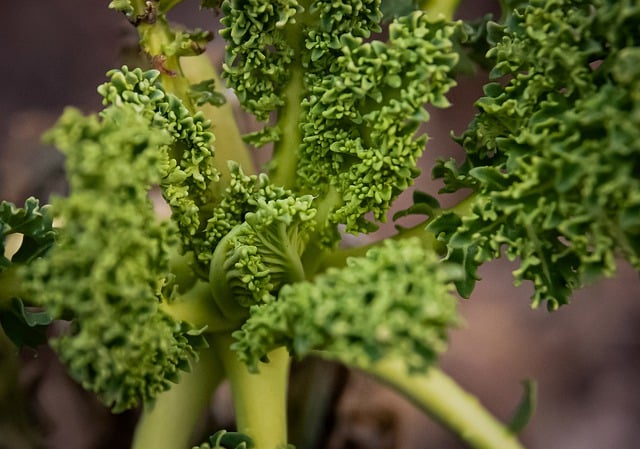 Free download kale produce vegetables food free picture to be edited with GIMP free online image editor