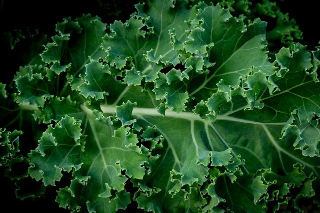 Free download Kale Vegetable Food -  free photo or picture to be edited with GIMP online image editor