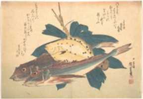 Free download Kanagashira and Karei Fish, from the series Uozukushi (Every Variety of Fish) free photo or picture to be edited with GIMP online image editor