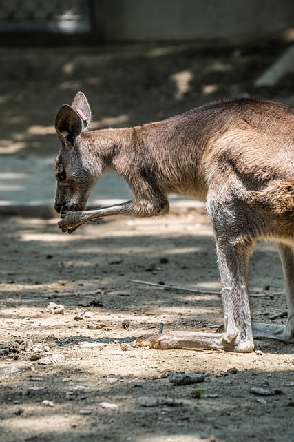 Téléchargement gratuit de l'animal kangourou manger une image gratuite en gros plan à éditer avec l'éditeur d'images en ligne gratuit GIMP