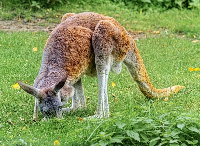 Téléchargement gratuit d'une image gratuite de kangourou animal herbe zoo faune à modifier avec l'éditeur d'images en ligne gratuit GIMP