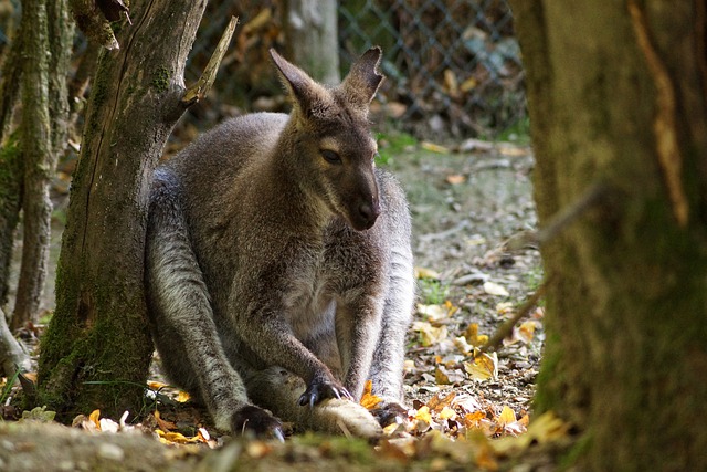 Free download kangaroo animal mammal marsupial free picture to be edited with GIMP free online image editor