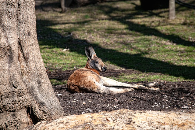 הורדה חינם של גן החיות של טבע חיות קנגורו תמונה בחינם לעריכה עם עורך תמונות מקוון בחינם של GIMP