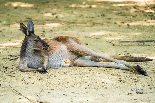 Бесплатно загрузите бесплатное изображение склонного кенгуру животного для редактирования в GIMP, бесплатный онлайн-редактор изображений