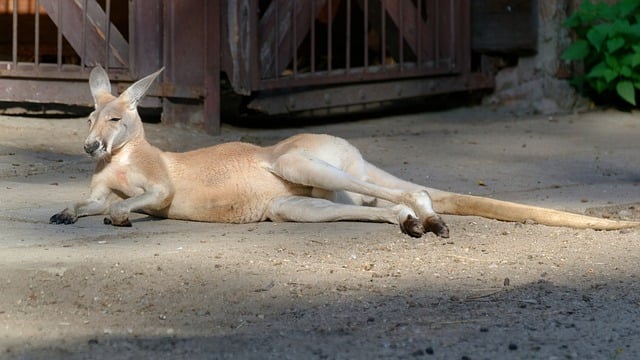 Free download kangaroo animal purse bearer fur free picture to be edited with GIMP free online image editor