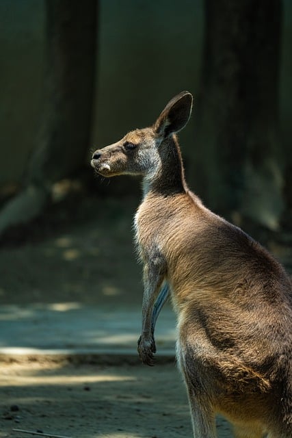Free download kangaroo animal side close up free picture to be edited with GIMP free online image editor