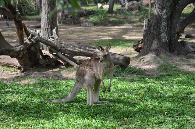Free download Kangaroo Australia Brisbane -  free photo or picture to be edited with GIMP online image editor