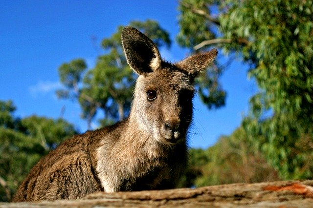 Free download Kangaroo Australia Nature -  free photo or picture to be edited with GIMP online image editor